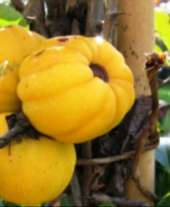 Айва прекрасная Nivalis в каталоге СЦ Корекозево