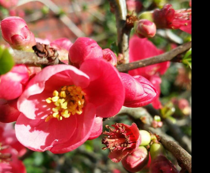 Айва Суперба Пинк Леди в каталоге СЦ Корекозево