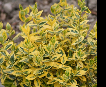 Бересклет Форчуна Эмеральд Н Голд в каталоге СЦ Корекозево