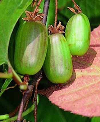 Актинидия коломикта «Доктор Шимановский» в каталоге СЦ Корекозево