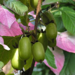 Миниатюра 2. Актинидия коломикта «Доктор Шимановский» в каталоге СЦ Корекозево