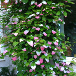 Миниатюра 3. Актинидия коломикта «Доктор Шимановский» в каталоге СЦ Корекозево