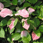 Миниатюра 4. Актинидия коломикта «Доктор Шимановский» в каталоге СЦ Корекозево