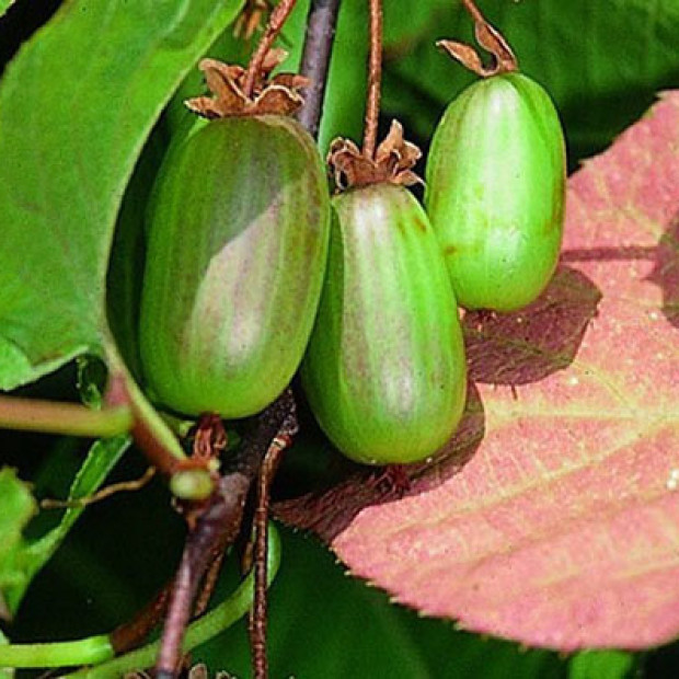 Фото 1. Актинидия коломикта «Доктор Шимановский» в каталоге СЦ Корекозево