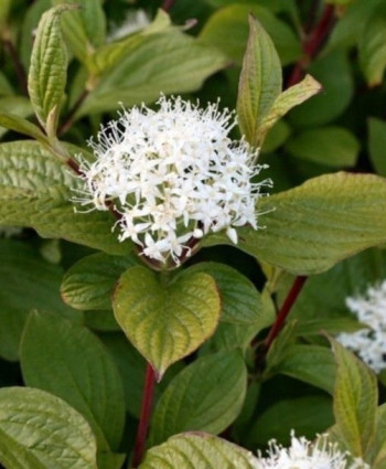 Дерен белый Сибирика в каталоге СЦ Корекозево