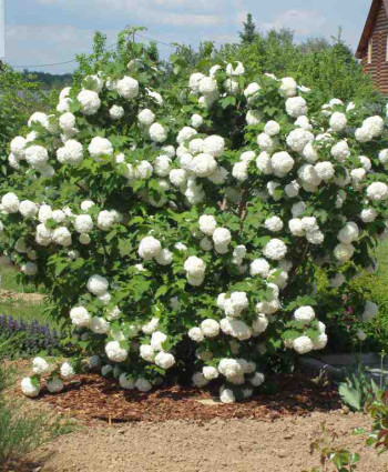 Калина обыкновенная «Розеум» (Буль-де-неж) в каталоге СЦ Корекозево